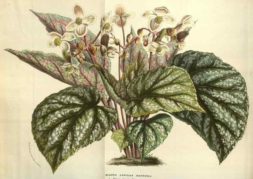 Reproducción/Reproduction 49583342223: Flore des serres et des jardins de l'Europe. A Gand :chez Louis van Houtte, eÌditeur,1845-1880.. 