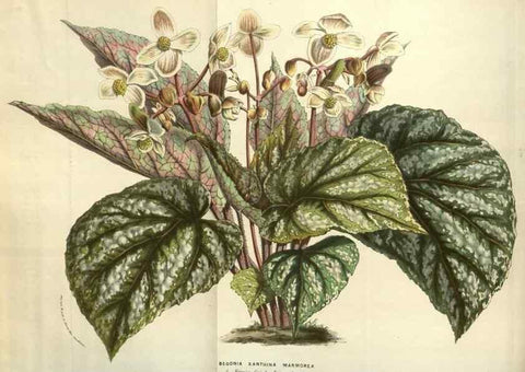 Reproducción/Reproduction 49583342223: Flore des serres et des jardins de l'Europe. A Gand :chez Louis van Houtte, eÌditeur,1845-1880.. 