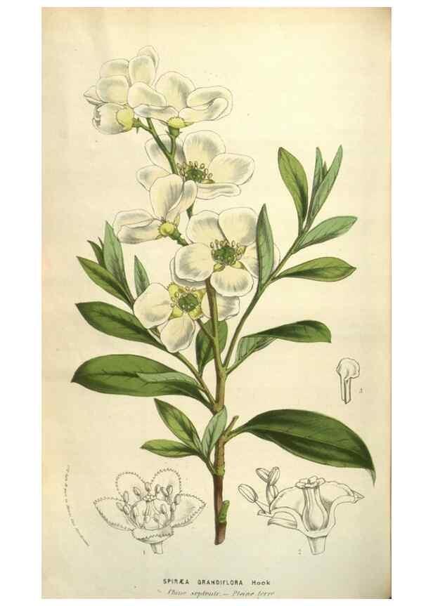 Reproducción/Reproduction 49583841766: Flore des serres et des jardins de l'Europe. A Gand :chez Louis van Houtte, eÌditeur,1845-1880.. 