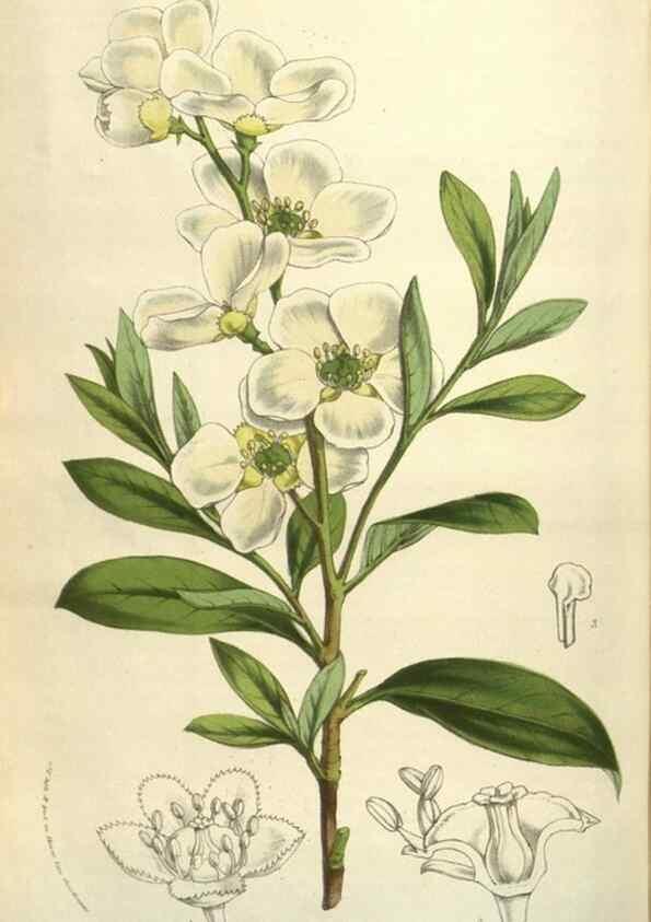 Reproducción/Reproduction 49583841766: Flore des serres et des jardins de l'Europe. A Gand :chez Louis van Houtte, eÌditeur,1845-1880.. 