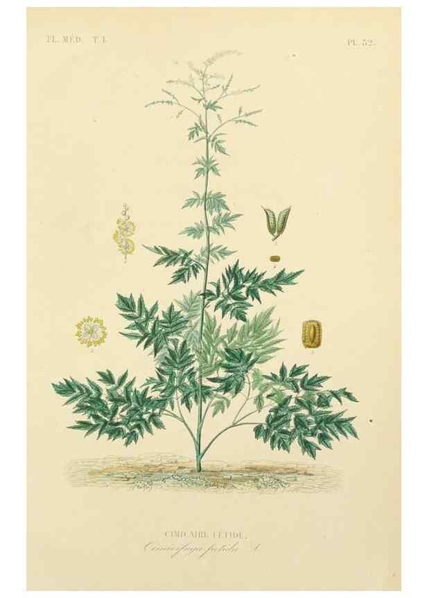 Reproducción/Reproduction 49583519176: Le Règne végétal;. Paris,L. Guérin,1870-72.. 