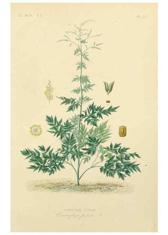 Reproducción/Reproduction 49583519176: Le Règne végétal;. Paris,L. Guérin,1870-72.. 