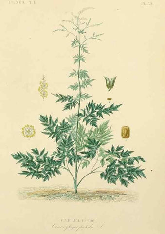 Reproducción/Reproduction 49583519176: Le Règne végétal;. Paris,L. Guérin,1870-72.. 