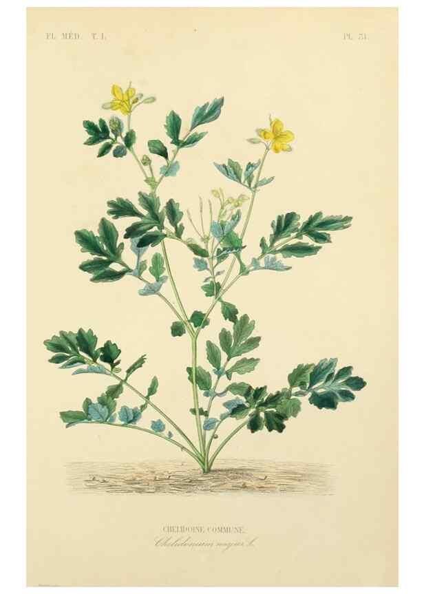Reproducción/Reproduction 49583518956: Le Règne végétal;. Paris,L. Guérin,1870-72.. 