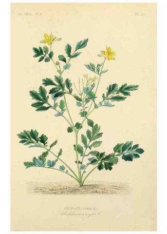 Reproducción/Reproduction 49583518956: Le Règne végétal;. Paris,L. Guérin,1870-72.. 