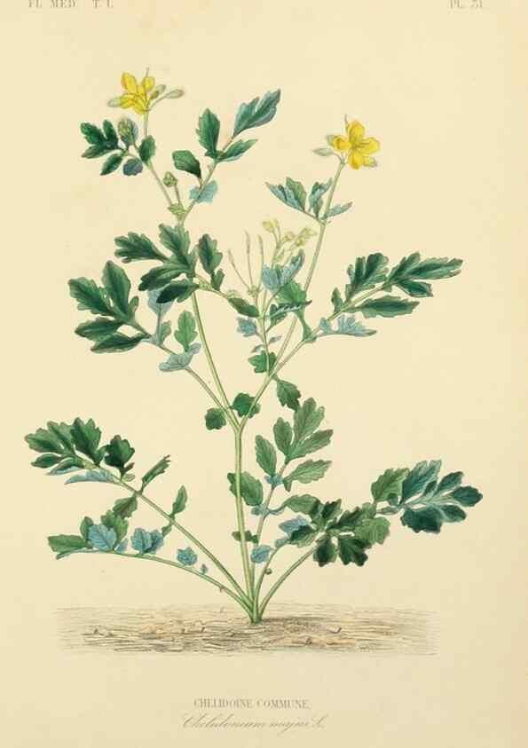Reproducción/Reproduction 49583518956: Le Règne végétal;. Paris,L. Guérin,1870-72.. 