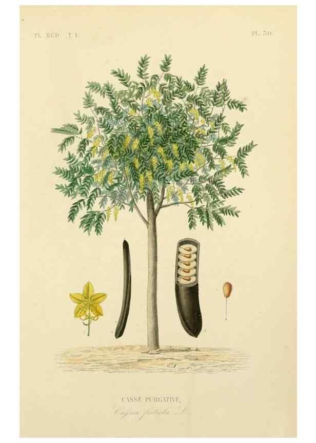 Reproducción/Reproduction 49583023643: Le Règne végétal;. Paris,L. Guérin,1870-72.. 