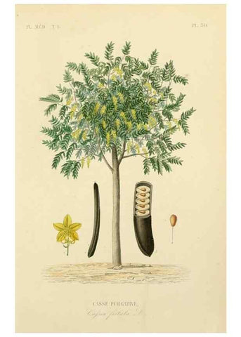 Reproducción/Reproduction 49583023643: Le Règne végétal;. Paris,L. Guérin,1870-72.. 