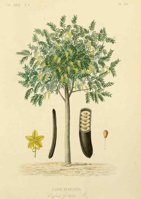 Reproducción/Reproduction 49583023643: Le Règne végétal;. Paris,L. Guérin,1870-72.. 