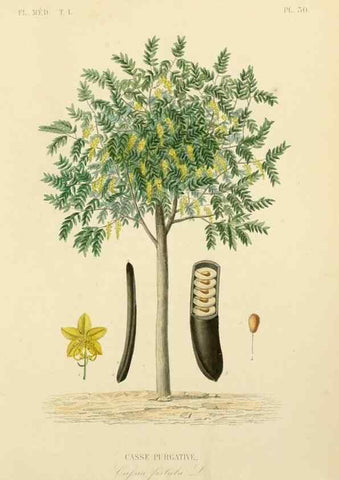 Reproducción/Reproduction 49583023643: Le Règne végétal;. Paris,L. Guérin,1870-72.. 