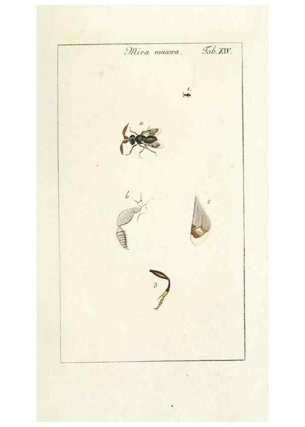 Reproducción/Reproduction 49580155491: Genres des mouches diptères représentés en XLII. planches projettées et dessinées. Zuric, Orell :Fueslie et compagnie,1803.. 