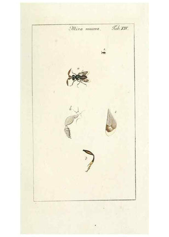 Reproducción/Reproduction 49580155491: Genres des mouches diptères représentés en XLII. planches projettées et dessinées. Zuric, Orell :Fueslie et compagnie,1803.. 