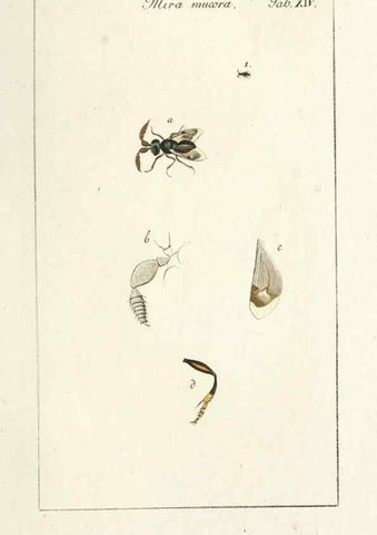 Reproducción/Reproduction 49580155491: Genres des mouches diptères représentés en XLII. planches projettées et dessinées. Zuric, Orell :Fueslie et compagnie,1803.. 