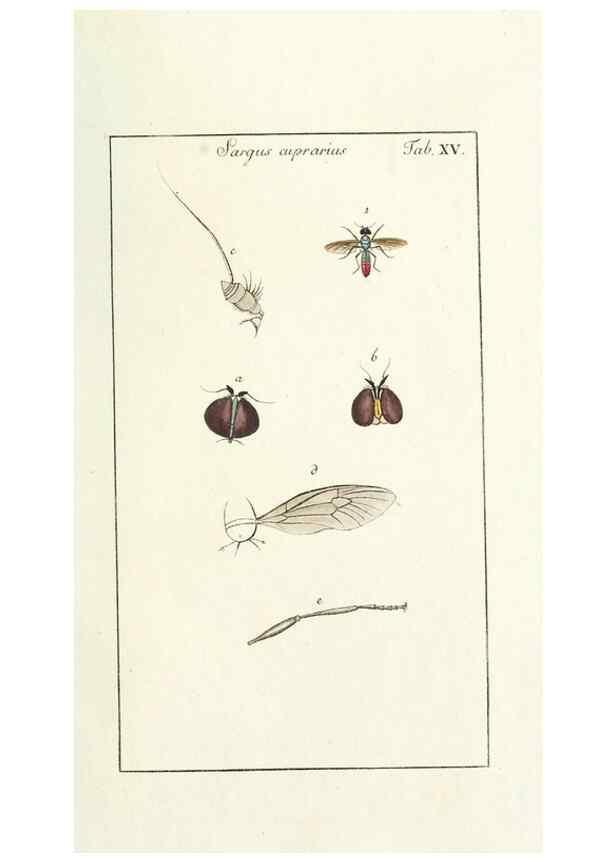 Reproducción/Reproduction 49580384057: Genres des mouches diptères représentés en XLII. planches projettées et dessinées. Zuric, Orell :Fueslie et compagnie,1803.. 