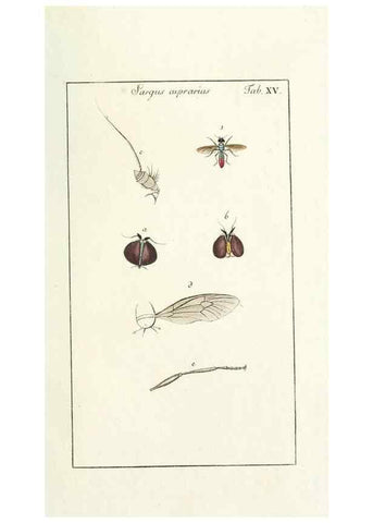 Reproducción/Reproduction 49580384057: Genres des mouches diptères représentés en XLII. planches projettées et dessinées. Zuric, Orell :Fueslie et compagnie,1803.. 