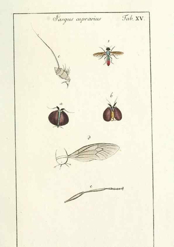 Reproducción/Reproduction 49580384057: Genres des mouches diptères représentés en XLII. planches projettées et dessinées. Zuric, Orell :Fueslie et compagnie,1803.. 