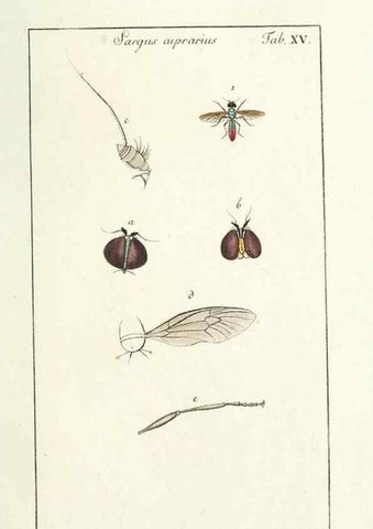Reproducción/Reproduction 49580384057: Genres des mouches diptères représentés en XLII. planches projettées et dessinées. Zuric, Orell :Fueslie et compagnie,1803.. 