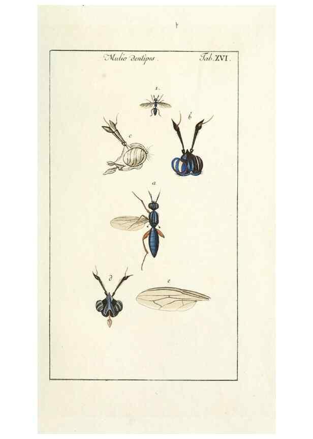 Reproducción/Reproduction 49580156096: Genres des mouches diptères représentés en XLII. planches projettées et dessinées. Zuric, Orell :Fueslie et compagnie,1803.. 