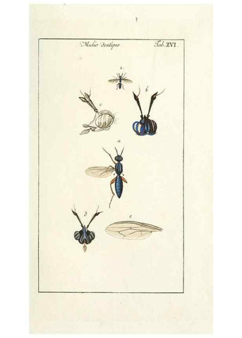 Reproducción/Reproduction 49580156096: Genres des mouches diptères représentés en XLII. planches projettées et dessinées. Zuric, Orell :Fueslie et compagnie,1803.. 