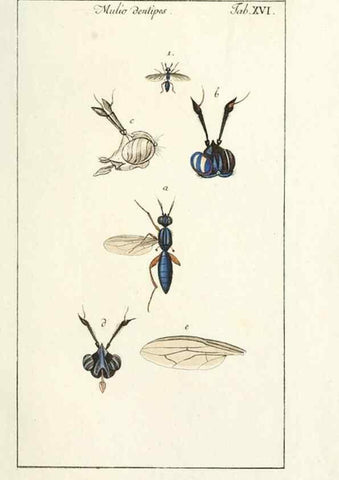 Reproducción/Reproduction 49580156096: Genres des mouches diptères représentés en XLII. planches projettées et dessinées. Zuric, Orell :Fueslie et compagnie,1803.. 