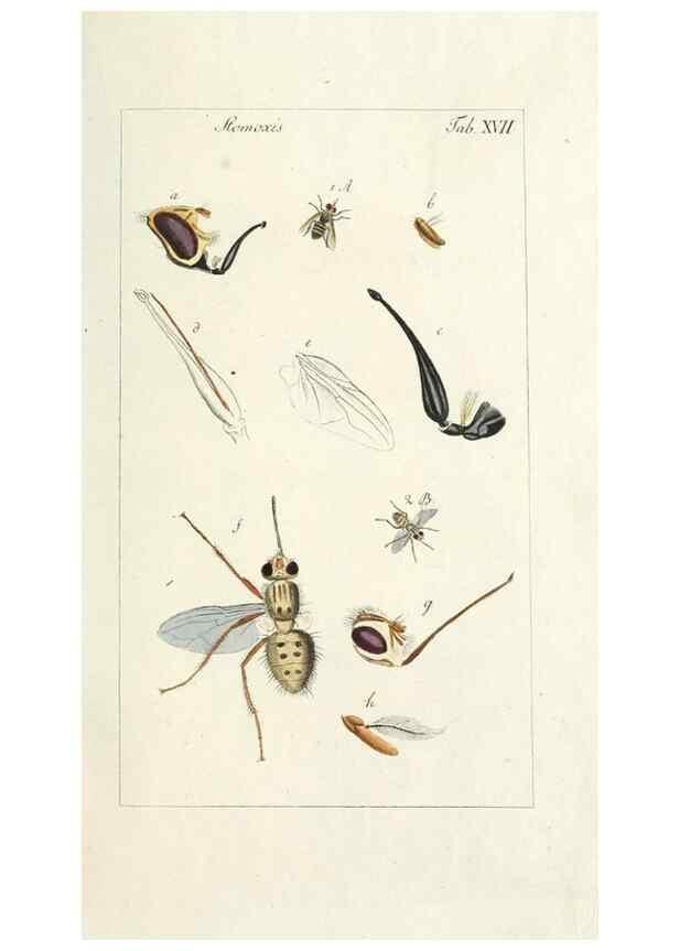 Reproducción/Reproduction 49580384797: Genres des mouches diptères représentés en XLII. planches projettées et dessinées. Zuric, Orell :Fueslie et compagnie,1803.. 