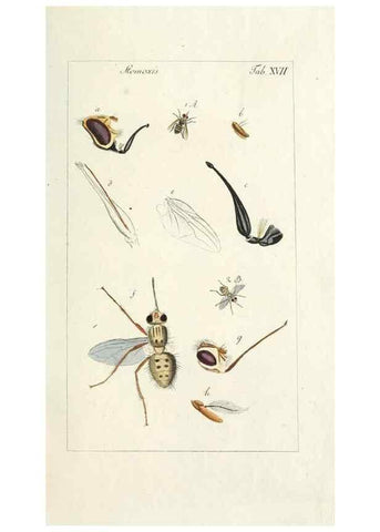 Reproducción/Reproduction 49580384797: Genres des mouches diptères représentés en XLII. planches projettées et dessinées. Zuric, Orell :Fueslie et compagnie,1803.. 