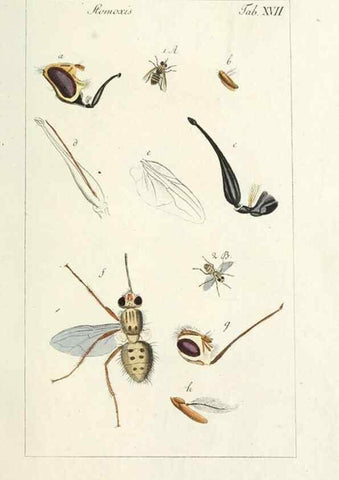 Reproducción/Reproduction 49580384797: Genres des mouches diptères représentés en XLII. planches projettées et dessinées. Zuric, Orell :Fueslie et compagnie,1803.. 