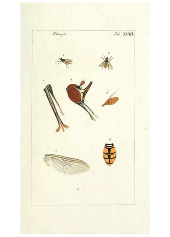 Reproducción/Reproduction 49579657398: Genres des mouches diptères représentés en XLII. planches projettées et dessinées. Zuric, Orell :Fueslie et compagnie,1803.. 