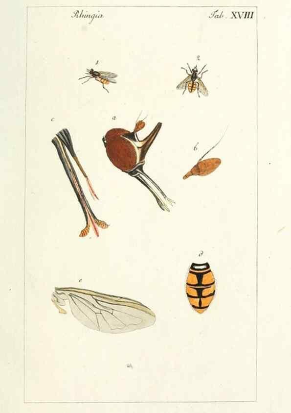 Reproducción/Reproduction 49579657398: Genres des mouches diptères représentés en XLII. planches projettées et dessinées. Zuric, Orell :Fueslie et compagnie,1803.. 