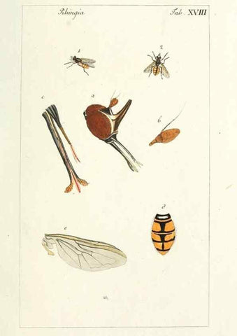 Reproducción/Reproduction 49579657398: Genres des mouches diptères représentés en XLII. planches projettées et dessinées. Zuric, Orell :Fueslie et compagnie,1803.. 