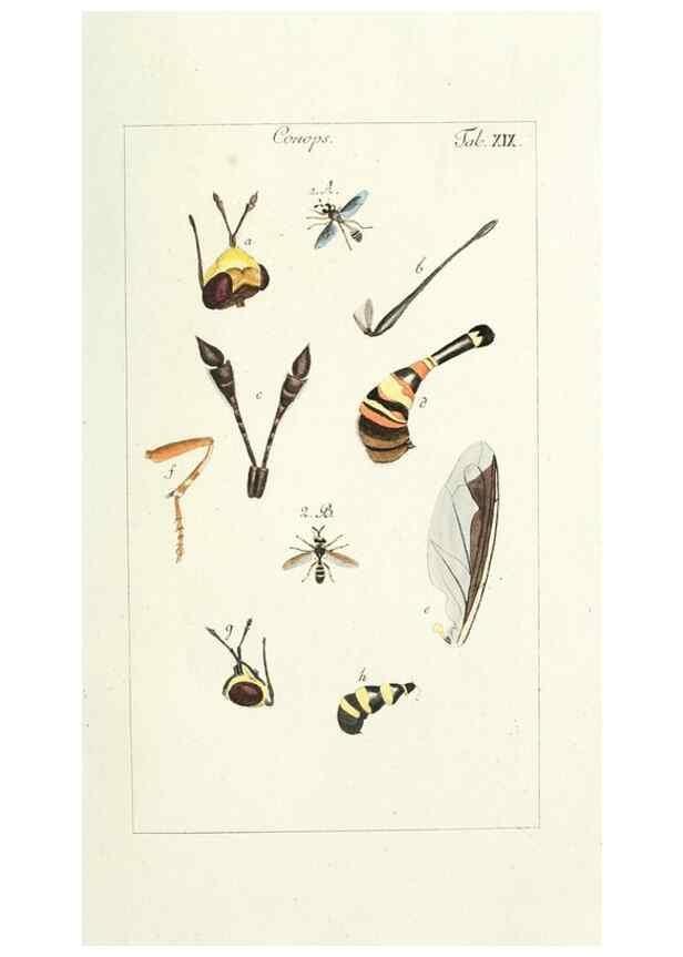 Reproducción/Reproduction 49580157276: Genres des mouches diptères représentés en XLII. planches projettées et dessinées. Zuric, Orell :Fueslie et compagnie,1803.. 