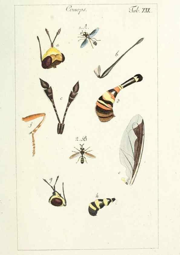 Reproducción/Reproduction 49580157276: Genres des mouches diptères représentés en XLII. planches projettées et dessinées. Zuric, Orell :Fueslie et compagnie,1803.. 