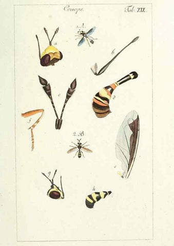 Reproducción/Reproduction 49580157276: Genres des mouches diptères représentés en XLII. planches projettées et dessinées. Zuric, Orell :Fueslie et compagnie,1803.. 