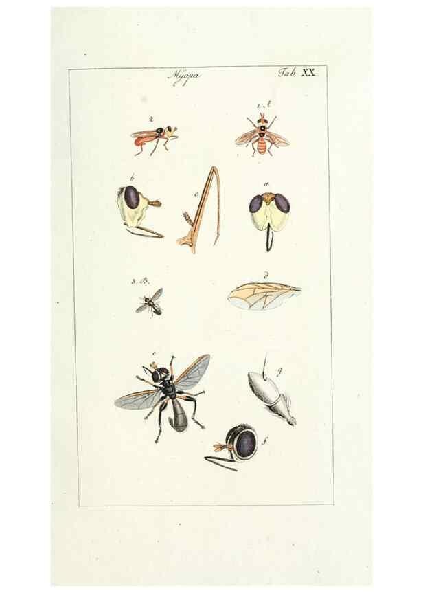 Reproducción/Reproduction 49579658188: Genres des mouches diptères représentés en XLII. planches projettées et dessinées. Zuric, Orell :Fueslie et compagnie,1803.. 
