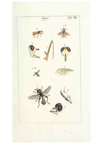 Reproducción/Reproduction 49579658188: Genres des mouches diptères représentés en XLII. planches projettées et dessinées. Zuric, Orell :Fueslie et compagnie,1803.. 