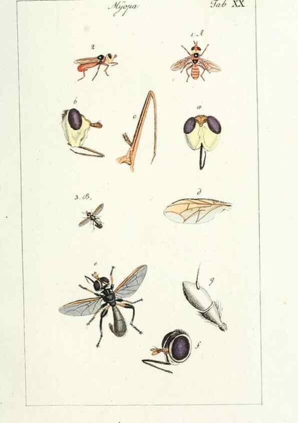 Reproducción/Reproduction 49579658188: Genres des mouches diptères représentés en XLII. planches projettées et dessinées. Zuric, Orell :Fueslie et compagnie,1803.. 