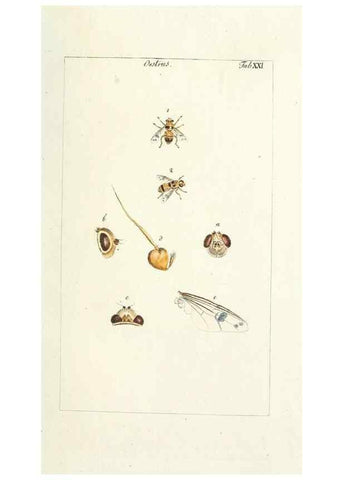 Reproducción/Reproduction 49579658518: Genres des mouches diptères représentés en XLII. planches projettées et dessinées. Zuric, Orell :Fueslie et compagnie,1803.. 