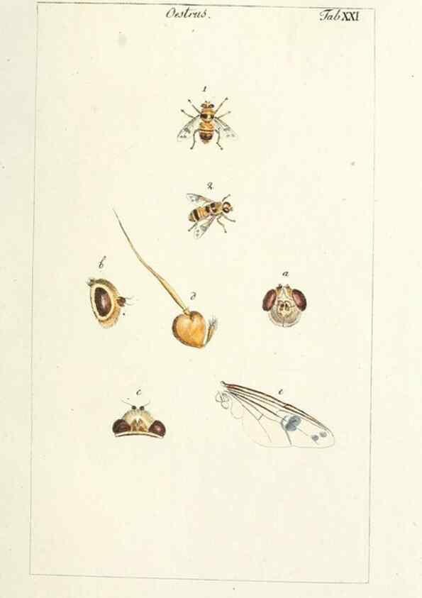 Reproducción/Reproduction 49579658518: Genres des mouches diptères représentés en XLII. planches projettées et dessinées. Zuric, Orell :Fueslie et compagnie,1803.. 
