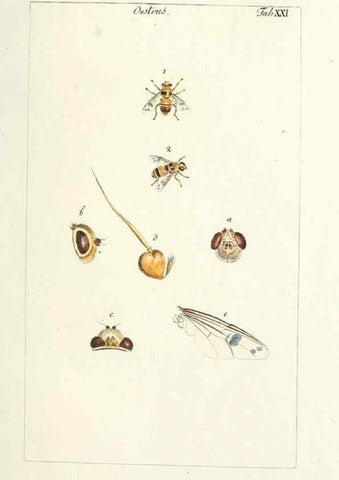 Reproducción/Reproduction 49579658518: Genres des mouches diptères représentés en XLII. planches projettées et dessinées. Zuric, Orell :Fueslie et compagnie,1803.. 