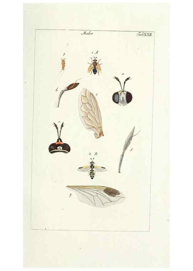 Reproducción/Reproduction 49580386532: Genres des mouches diptères représentés en XLII. planches projettées et dessinées. Zuric, Orell :Fueslie et compagnie,1803.. 