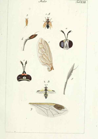 Reproducción/Reproduction 49580386532: Genres des mouches diptères représentés en XLII. planches projettées et dessinées. Zuric, Orell :Fueslie et compagnie,1803.. 
