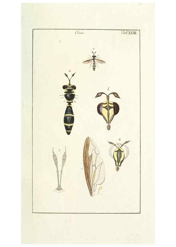 Reproducción/Reproduction 49579659198: Genres des mouches diptères représentés en XLII. planches projettées et dessinées. Zuric, Orell :Fueslie et compagnie,1803.. 
