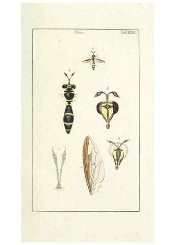 Reproducción/Reproduction 49579659198: Genres des mouches diptères représentés en XLII. planches projettées et dessinées. Zuric, Orell :Fueslie et compagnie,1803.. 