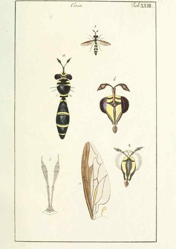 Reproducción/Reproduction 49579659198: Genres des mouches diptères représentés en XLII. planches projettées et dessinées. Zuric, Orell :Fueslie et compagnie,1803.. 