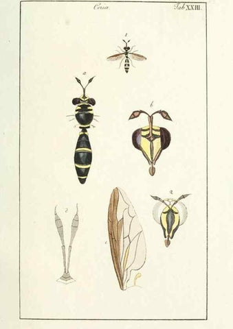 Reproducción/Reproduction 49579659198: Genres des mouches diptères représentés en XLII. planches projettées et dessinées. Zuric, Orell :Fueslie et compagnie,1803.. 