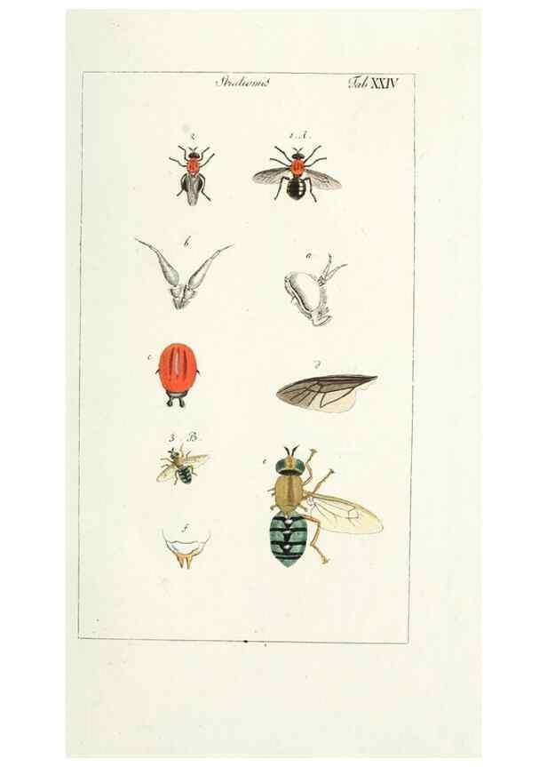 Reproducción/Reproduction 49580387222: Genres des mouches diptères représentés en XLII. planches projettées et dessinées. Zuric, Orell :Fueslie et compagnie,1803.. 