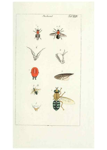 Reproducción/Reproduction 49580387222: Genres des mouches diptères représentés en XLII. planches projettées et dessinées. Zuric, Orell :Fueslie et compagnie,1803.. 