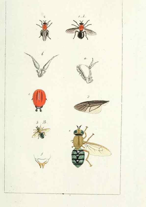 Reproducción/Reproduction 49580387222: Genres des mouches diptères représentés en XLII. planches projettées et dessinées. Zuric, Orell :Fueslie et compagnie,1803.. 