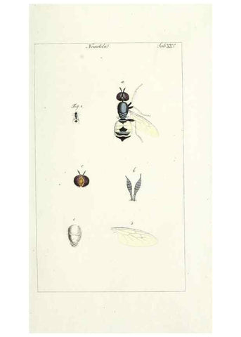 Reproducción/Reproduction 49579660013: Genres des mouches diptères représentés en XLII. planches projettées et dessinées. Zuric, Orell :Fueslie et compagnie,1803.. 