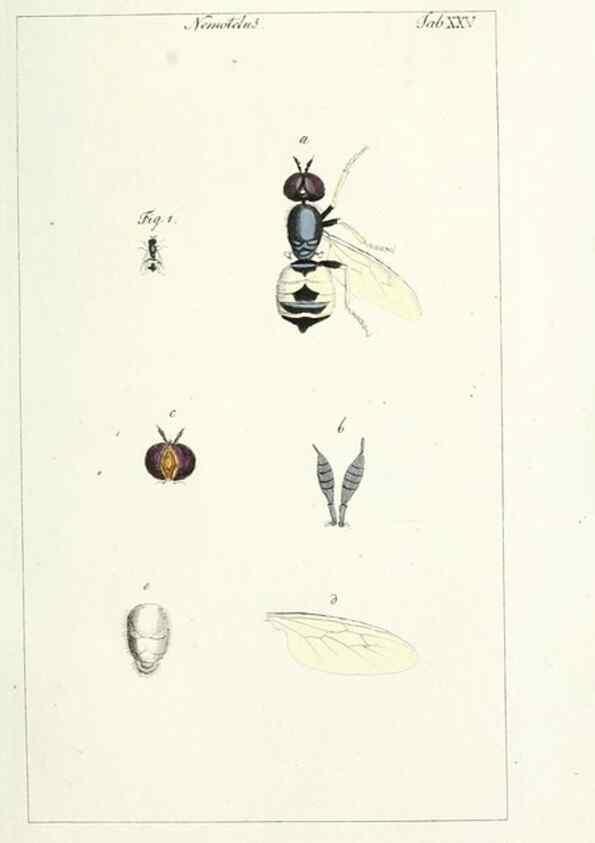 Reproducción/Reproduction 49579660013: Genres des mouches diptères représentés en XLII. planches projettées et dessinées. Zuric, Orell :Fueslie et compagnie,1803.. 
